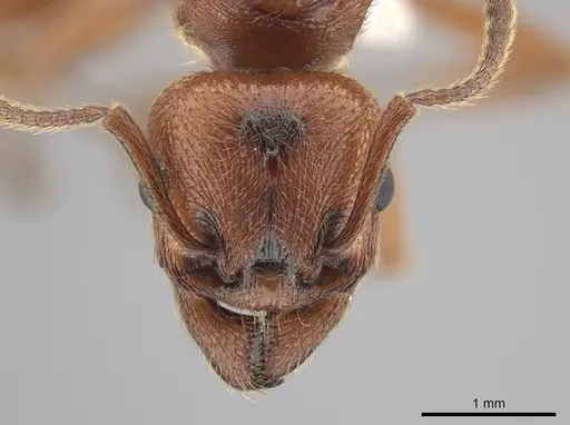 Manica hunteri - CASENT0654145