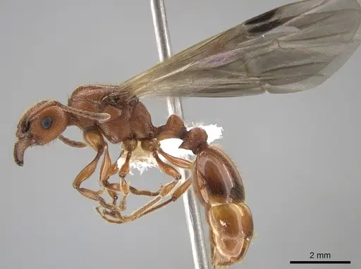 Manica hunteri - CASENT0654145