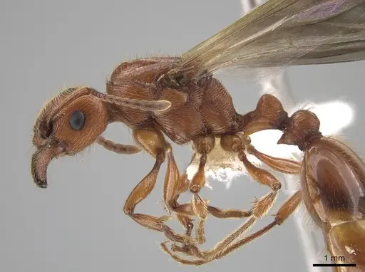 Manica hunteri - CASENT0654145