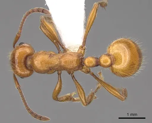 Manica hunteri - CASENT0922741