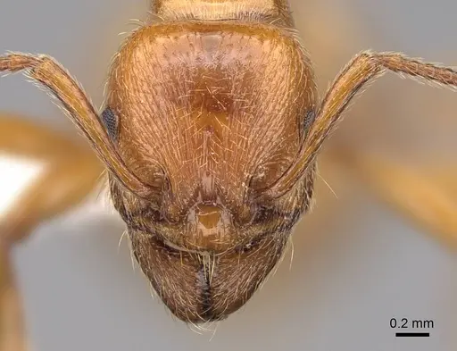 Manica hunteri - CASENT0922741