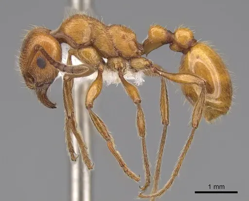 Manica hunteri - CASENT0922741