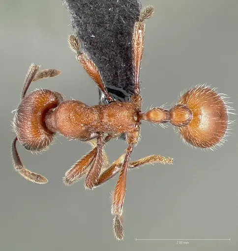 Manica invidia specimen