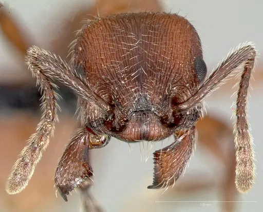 Manica invidia specimen