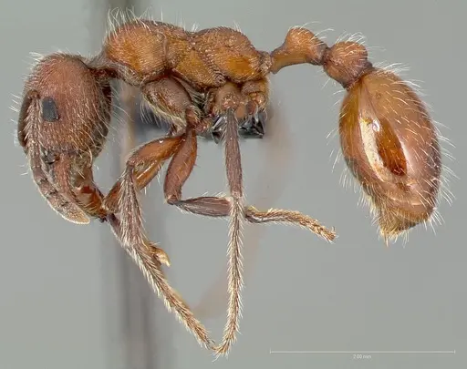 Manica invidia specimen