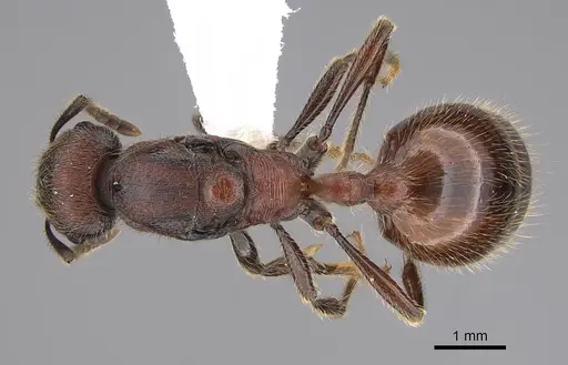 Manica invidia - CASENT0842016