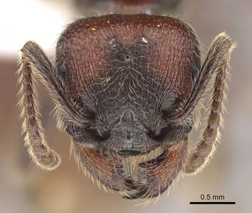 Manica invidia - CASENT0842016