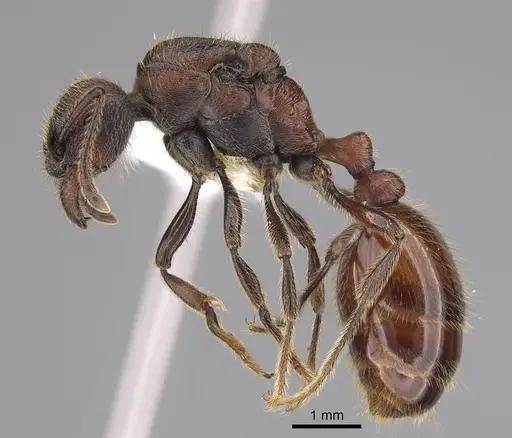 Manica invidia - CASENT0842016