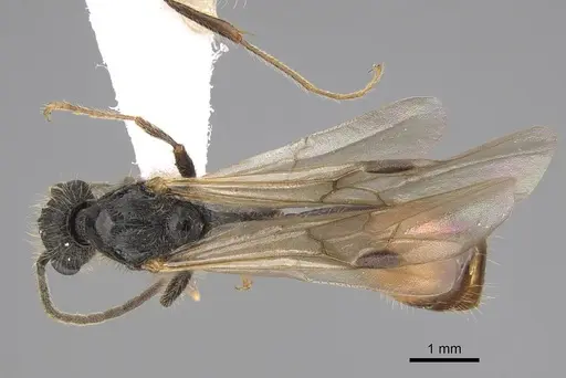 Manica invidia - CASENT0862005