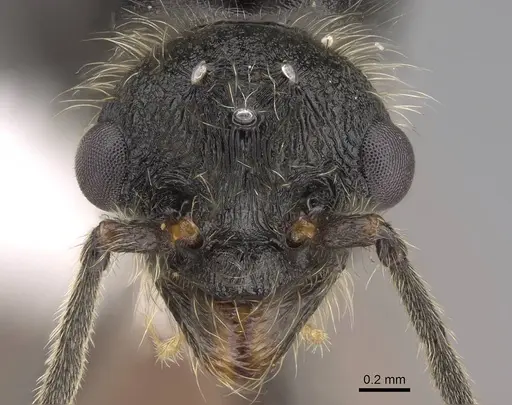 Manica invidia - CASENT0862005