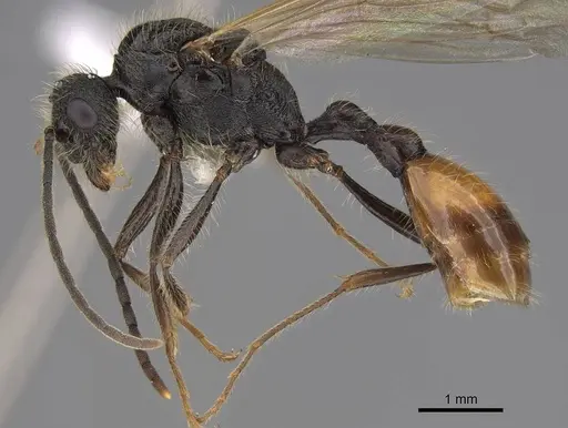 Manica invidia - CASENT0862005