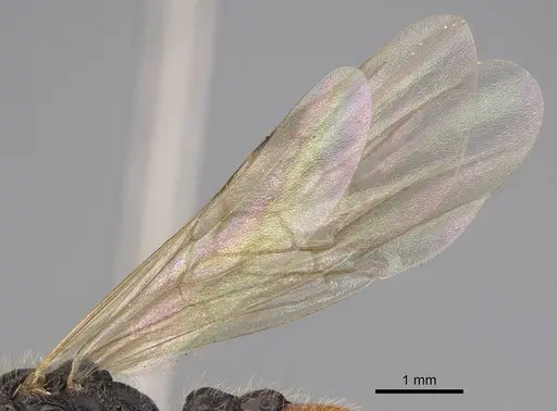 Manica invidia - CASENT0862005