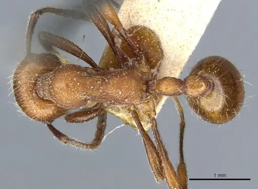 Manica invidia - CASENT0904061