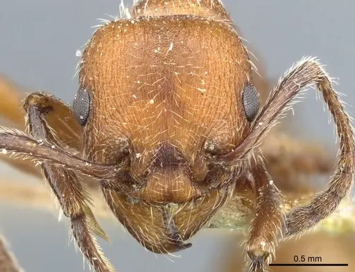 Manica invidia - CASENT0904061