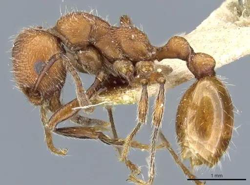 Manica invidia - CASENT0904061