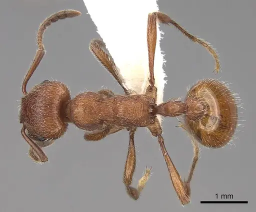 Manica invidia - CASENT0922742