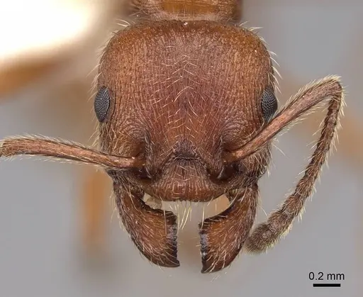 Manica invidia - CASENT0922742