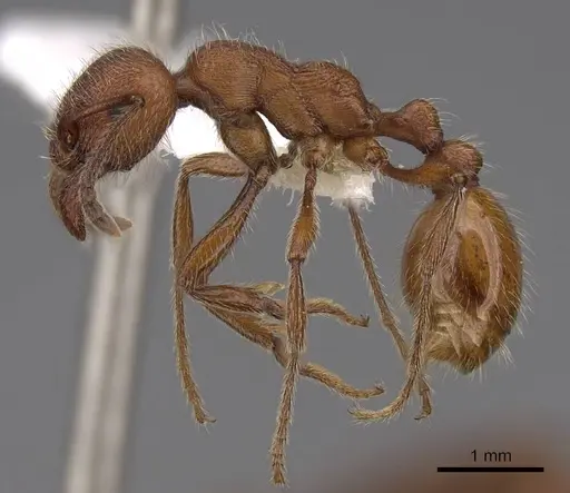 Manica invidia - CASENT0922742