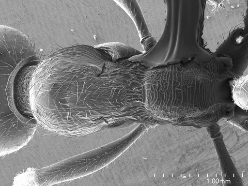 Manica rubida specimen