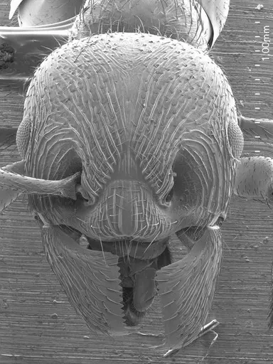 Manica rubida specimen