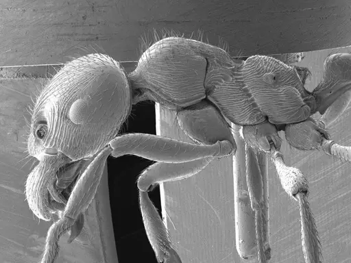 Manica rubida specimen