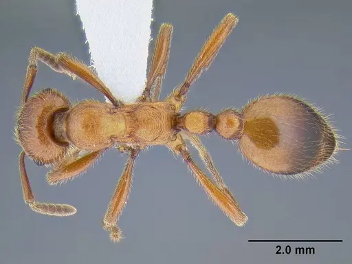 Manica rubida - CASENT0106288