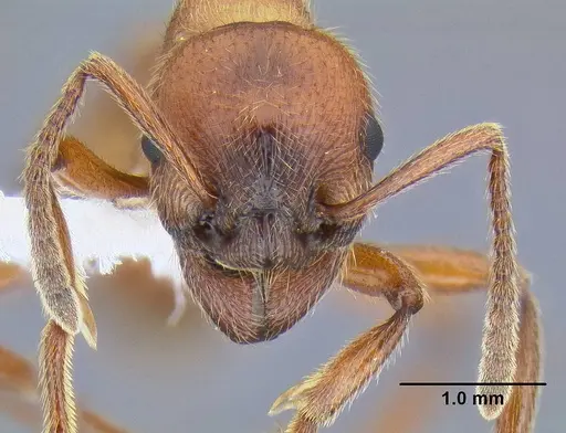 Manica rubida - CASENT0106288