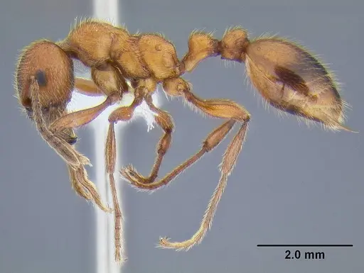 Manica rubida - CASENT0106288