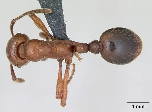 Manica rubida - CASENT0173135