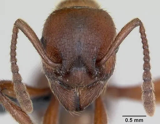 Manica rubida - CASENT0173135