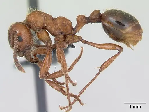 Manica rubida - CASENT0173135