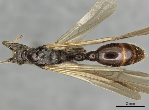 Manica rubida - CASENT0901011