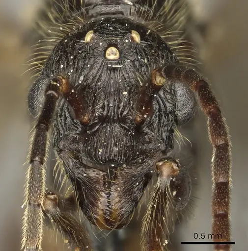 Manica rubida - CASENT0901011