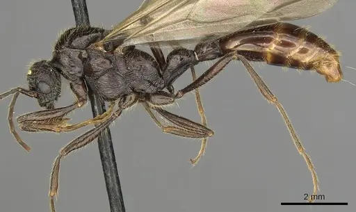 Manica rubida - CASENT0901011