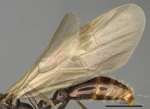 Manica rubida - CASENT0901011