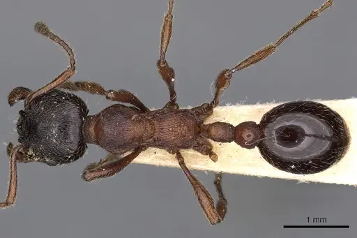 Manica yessensis specimen