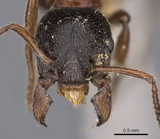 Manica yessensis specimen