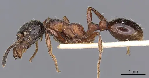 Manica yessensis specimen