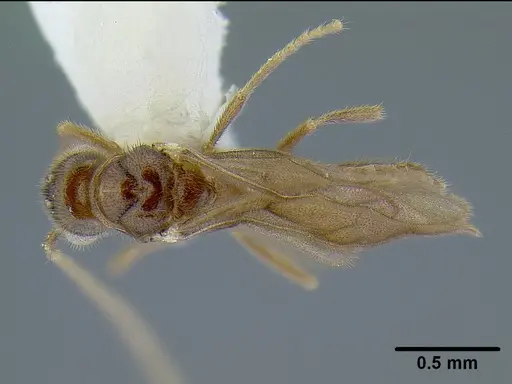 Martialis heureka specimen