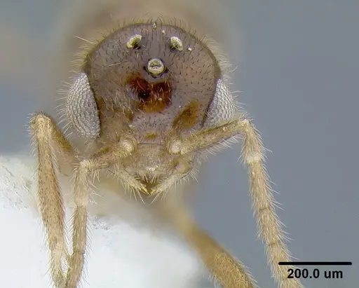 Martialis heureka specimen