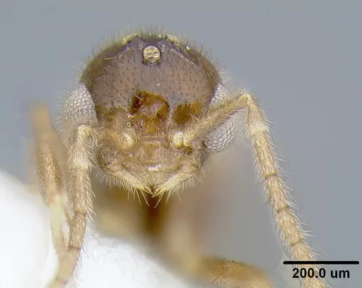 Martialis heureka specimen