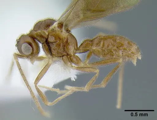 Martialis heureka - ANTWEB1041466