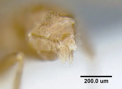 Martialis heureka - ANTWEB1041466