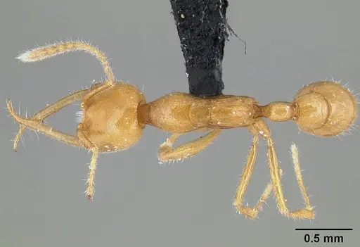 Martialis heureka - CASENT0106181