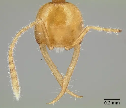 Martialis heureka - CASENT0106181