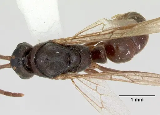 Mayaponera arhuaca specimen