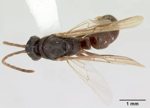 Mayaponera arhuaca specimen