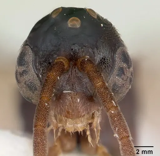 Mayaponera arhuaca specimen