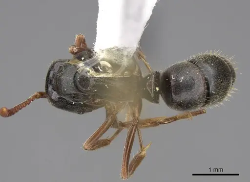 Mayaponera cernua specimen