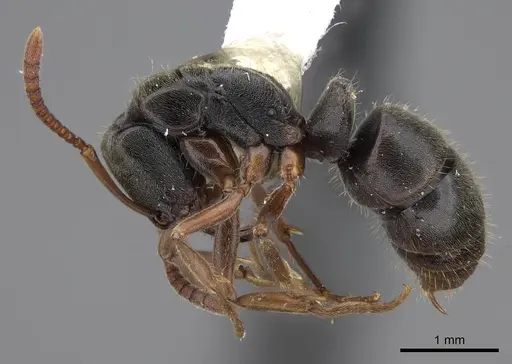 Mayaponera cernua specimen